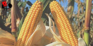 Contenido, alcances y perspectivas del Plan Nacional de Lucha contra la Pobreza y para el Desarrollo Humano 2022 – 2026 (Parte II)