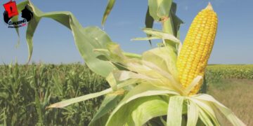 Nuevo ciclo, nuevas alas, más cosechas