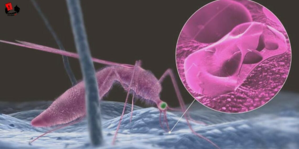 Nicaragua no reporta fallecidos por Malaria en los últimos tres años