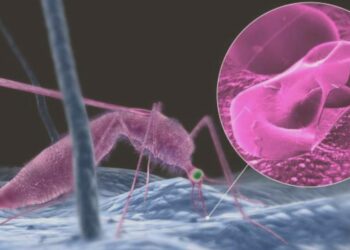 Nicaragua no reporta fallecidos por Malaria en los últimos tres años