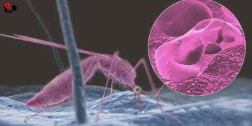 Nicaragua no reporta fallecidos por Malaria en los últimos tres años