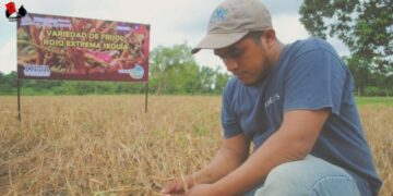 En Nicaragua, 86 mil familias productoras generan 1.4 millones de quintales de frijol rojo