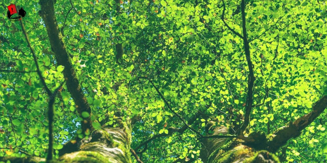 «En aquel verano de partos»