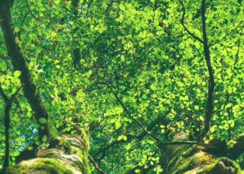 «En aquel verano de partos»