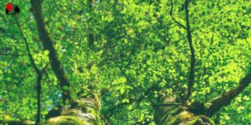 «En aquel verano de partos»