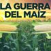 La guerra del maíz