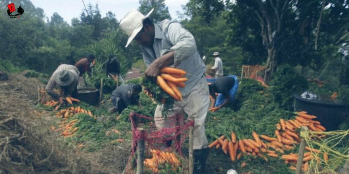 Venezuela: la recuperación agroalimentaria hacia un modelo propio y diversificado