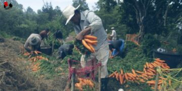 Venezuela: la recuperación agroalimentaria hacia un modelo propio y diversificado