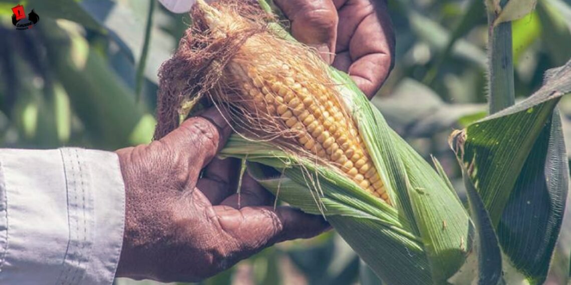Día Nacional del Maíz será celebrado cada 26 de septiembre en Nicaragua