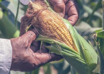 Día Nacional del Maíz será celebrado cada 26 de septiembre en Nicaragua